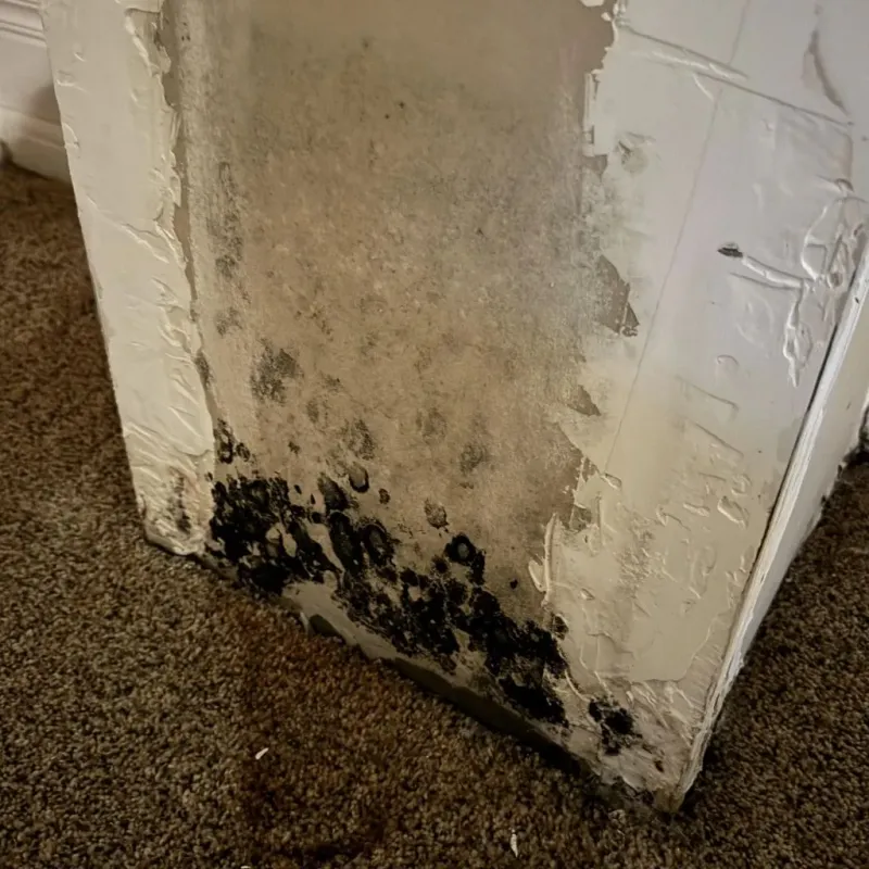 Professional Mold Removal in Warr Acres, OK